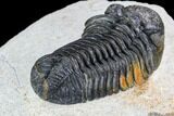 Bargain, Pedinopariops Trilobite - Mrakib, Morocco #110677-4
